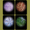 Microscop portabil pentru scoala, HD - Auros